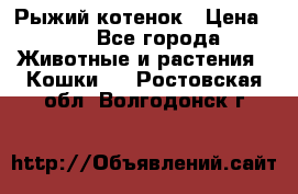 Рыжий котенок › Цена ­ 1 - Все города Животные и растения » Кошки   . Ростовская обл.,Волгодонск г.